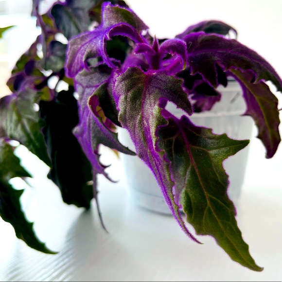 Live!!!  Purple Velvet Potted Plant - Picture 3 of 14